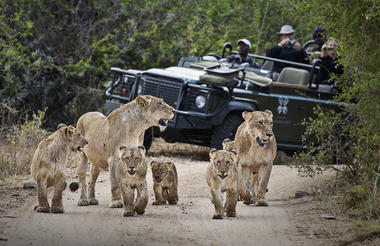 Londolozi Game Drive